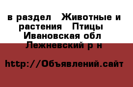 в раздел : Животные и растения » Птицы . Ивановская обл.,Лежневский р-н